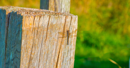 Dragonfly on a pole in a field in wetland in bright sunlight in autumn, Almere, Flevoland, The Netherlands, October 15, 2024