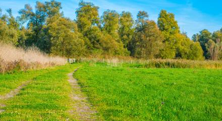 The edge of a lake in a sunny autumn,  Almere, Flevoland, The Netherlands, October 15, 2024