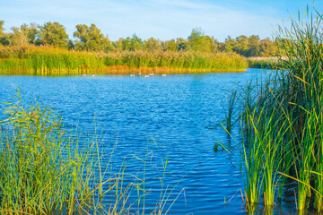 The edge of a lake in a sunny autumn,  Almere, Flevoland, The Netherlands, October 15, 2024