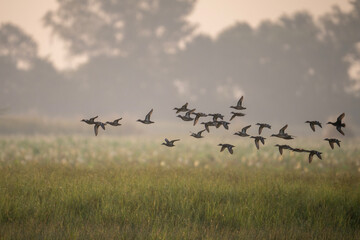 A group of ducks in flight against a hazy, golden sky. The ducks are silhouetted against the bright background, creating a dramatic scene. The image has a peaceful and tranquil feel.