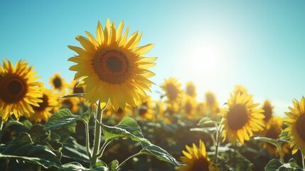 Obraz premium Bright Sunflowers in a Wide Open Field Under Sunlight