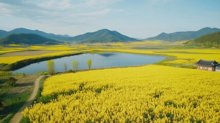 A panoramic view of Koreas yellow canola flower fields in full bloom, with detailed flowers.