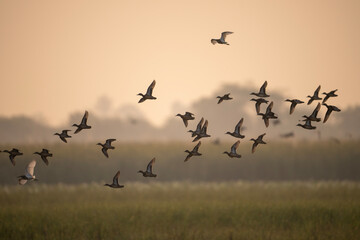 A group of ducks in flight against a hazy, golden sky. The ducks are silhouetted against the bright background, creating a dramatic scene. The image has a peaceful and tranquil feel.