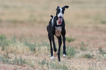 Greyhound run at field
