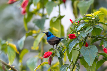 A Colorful, Vibrant Hummingbird Nestled Comfortably Among Bright, Colorful Flowers