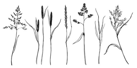 Set of meadow grasses as bluegrass, cocksfoot, orchard grass, timothy, ryegrass, bents. Black and white engraved vector illustration. Botanical sketch painted by black inks. Graphic linear drawing
