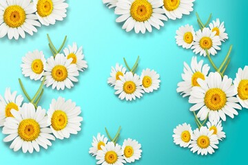 Fresh aroma daisies on pastel blue background.