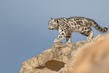 Obraz premium Eyes of the Hunter: An Intense Close-Up of a Leopard Capturing the Essence of the Wild with Its Piercing Gaze and Beautiful Spots, Reflecting the Spirit of Nature’s Most Elusive Predator