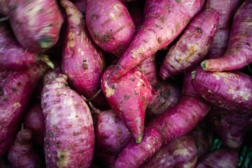Close-up of orange-fleshed cassava with a rough surface, showcasing the cleaning of an agricultural crop. Farm-fresh produce from sustainable, organic farming practices focused on pesticide-free