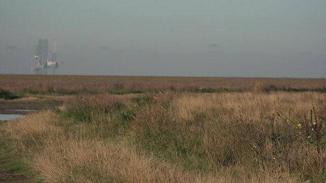 Small flock of finches birds flying close in rural landscape of nature reserve. Migrating bird looking for food in grass and on path England UK 4K