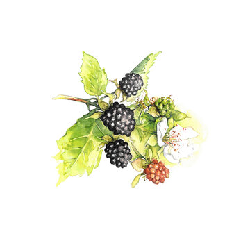 Aquarell Brombeerzweig mit mehreren schwarzen Brombeeren, unreife Brombeeren, Bl&auml;tter,  Brombeerbl&uuml;te