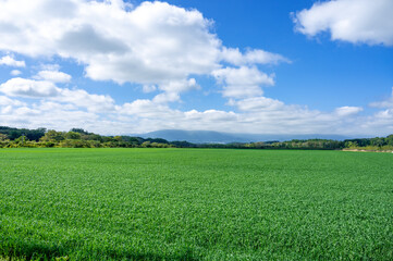 北海道の大自然、緑の大地と青い空と日高山系