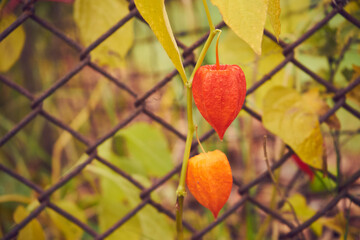 Miechunka, Physalis L.