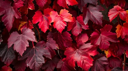 Crimson Canopy: Autumn Red Grape Leaves Unveil Captivating Background -