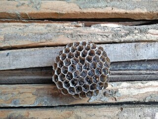 Abandoned wasp nest in woodpile