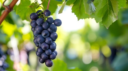 The Astonishing Beauty of Kyoho Grape and Lush Vineyards in