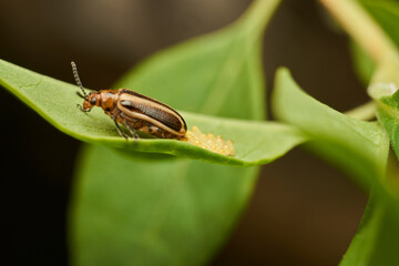 details of an insect laying eggs on a green leaf