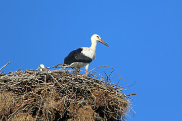 White storks in their nest	