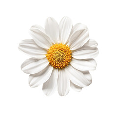 A delicate white daisy flower with vibrant yellow center,isolated on transparent background
