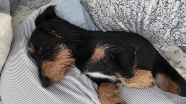 Dog sleeping in bed