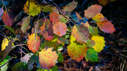 autumn leaves in the forest
