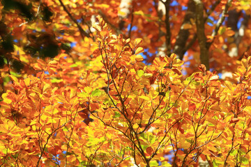 Beautiful fall colors in forest in surrounding area of Plitvice lakes, famous National park in Croatia
