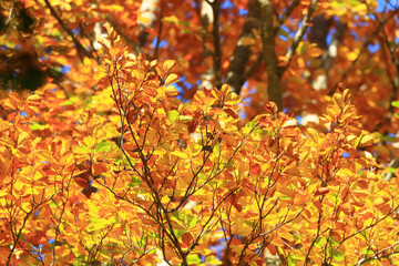 Beautiful fall colors in forest in surrounding area of Plitvice lakes, famous National park in Croatia