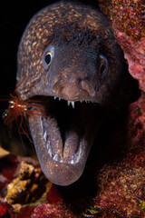 Shrimp cleans the moray eel's mouth. A moray eel gets its mouth cleaned by a cleaner shrimp underwater on a coral reef. Mediterranean moray eel. It is also known as Saint Helena Moray. Çanakkale 