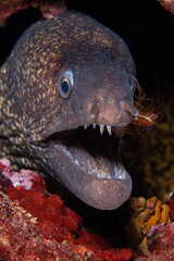 Shrimp cleans the moray eel's mouth. A moray eel gets its mouth cleaned by a cleaner shrimp underwater on a coral reef. Mediterranean moray eel. It is also known as Saint Helena Moray. &Ccedil;anakkale 