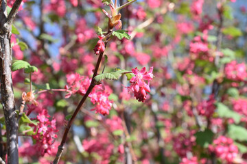 The flowering currant shrub Ribes sanguineum in bloom in spring