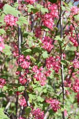 The flowering currant shrub Ribes sanguineum in bloom in spring