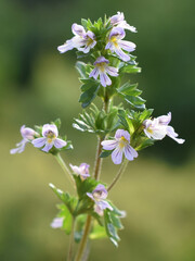 The small wildflower herb drug eyebright Euphrasia stricta