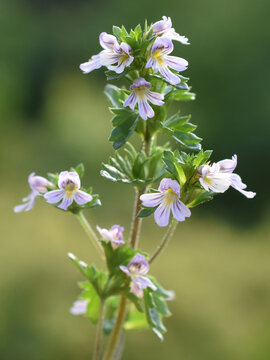The small wildflower herb drug eyebright Euphrasia stricta