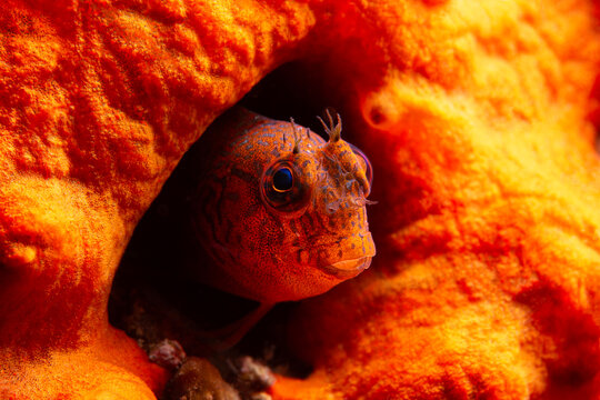 Parablennius zvonimiri - Zvonimir's blenny. Blenny fish.Canaklale T&uuml;rkiye
