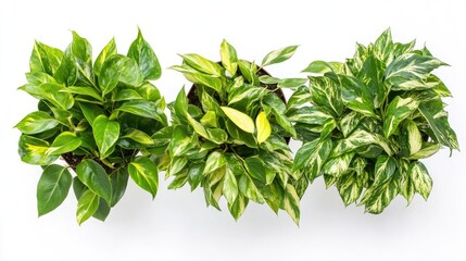 Lush Green Houseplants Thriving Indoors in Natural Light Generative AI