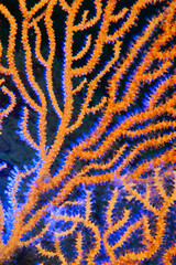 Underwater photography. ( Coral reefs ) Gallipoli, Canakkale Turkey.