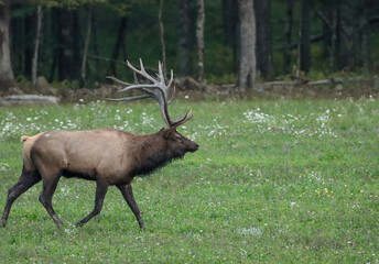 Gorgeous Elk Bull Autumn Fall Rut 
