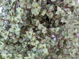 The background texture of Callisia repens, also known as creeping inch plant, presents a dense cluster of small, round, and vibrant green leaves. 