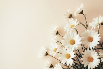 Fototapeta premium Delicate Daisies Arrangement on Soft Background