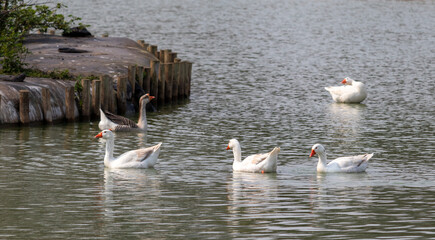 Image taken at Barigui Park in Curitiba, Paraná, Brazil.