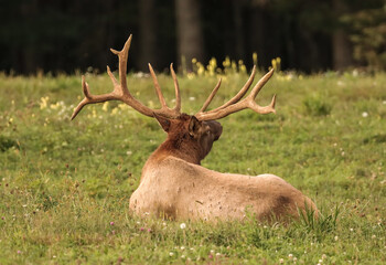 RIP Handlebars Special Non typical Elk Bull Who Made Thousands of People Smile Highly Habituated Tame