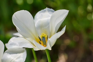 Obraz premium Tulip, spring plant and flower closeup in garden with white, blossom or bloom for morning growth. Nature, floral bush and fresh, lush petals in forest ecosystem for ecology or botany in countryside
