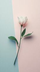 Single white rose lies diagonally on pastel pink and blue background