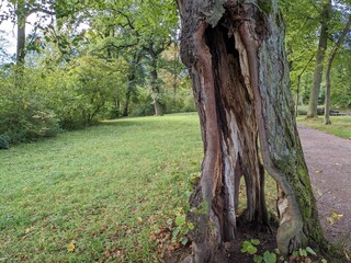 Hohler Baumstamm im Park - hollow tree trunk in the park