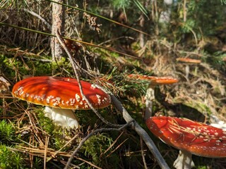 Fliegenpilze (Amanita muscaria) am Waldboden - Toadstools on the forest floor