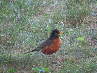 robin on the grass