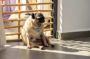 A Relaxed Pug Enjoying the Warm Afternoon Sunlight by a Wooden Gate in a Cozy Indoor Setting