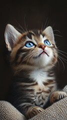 Cute tabby kitten with bright blue eyes is gazing upward, its innocent and curious expression capturing the essence of feline charm