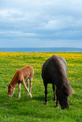 Mare and foal in a field in Iceland