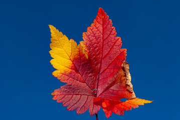 multicolored autumn leaves in Iceland